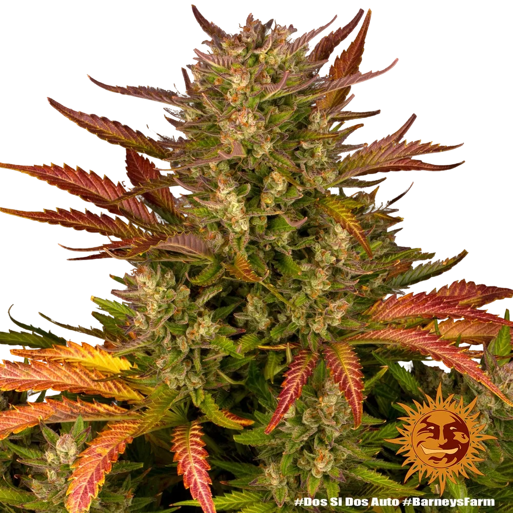Dos Si Dos | AUTOFEM | Barneys Farm - Freigestellt 2026-05-31