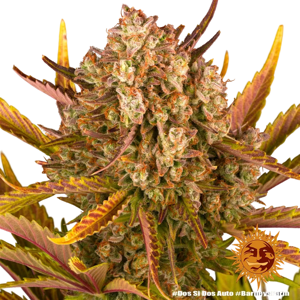 Dos Si Dos | AUTOFEM | Barneys Farm - Freigestellt 2026-05-31
