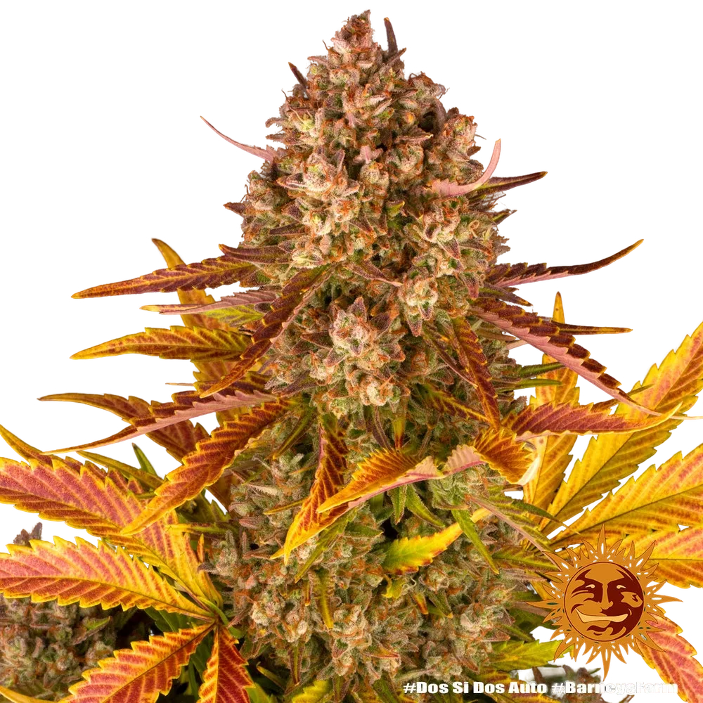 Dos Si Dos | AUTOFEM | Barneys Farm - Freigestellt 2026-05-31