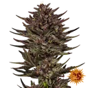 Frosted Zinn x Cookie Dog | AUTOFEM | Barneys Farm - Freigestellt 2026-06-09