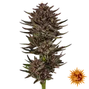 Frosted Zinn x Cookie Dog | AUTOFEM | Barneys Farm - Freigestellt 2026-06-09