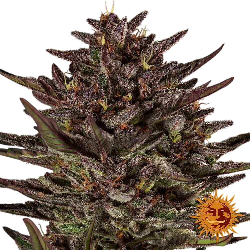 Frosted Zinn x Cookie Dog | AUTOFEM | Barneys Farm - Freigestellt 2026-06-09