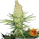G13 Haze | PHOTOREG | Barneys Farm - Freigestellt 2026-06-09