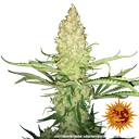 G13 Haze | PHOTOREG | Barneys Farm - Freigestellt 2026-06-09