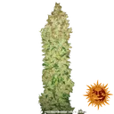 G13 Haze | PHOTOREG | Barneys Farm - Freigestellt 2026-06-09