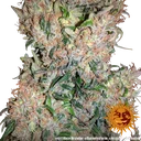 G13 Haze | PHOTOREG | Barneys Farm - Freigestellt 2026-06-09