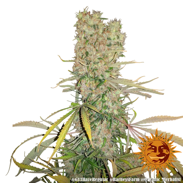 G13 Haze | PHOTOREG | Barneys Farm - Freigestellt 2026-06-09