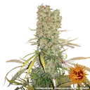 G13 Haze | PHOTOREG | Barneys Farm - Freigestellt 2026-06-09