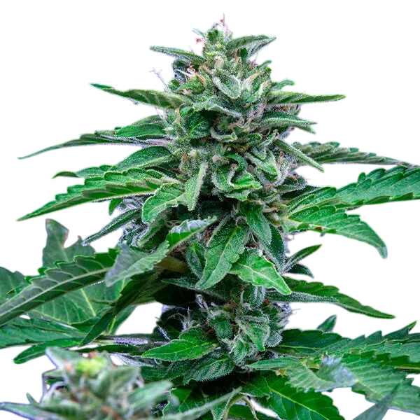 Stress Killer CBD | AUTOFEM | Royal Queen Seeds - Freigestellt 2026-06-09