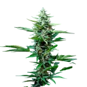 Stress Killer CBD | AUTOFEM | Royal Queen Seeds - Freigestellt 2026-06-09