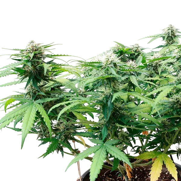 Stress Killer CBD | AUTOFEM | Royal Queen Seeds - Freigestellt 2026-06-09
