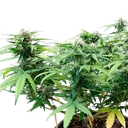 Stress Killer CBD | AUTOFEM | Royal Queen Seeds - Freigestellt 2026-06-09