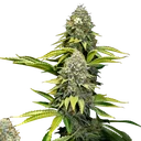 OG Kush | PHOTOFEM | Royal Queen Seeds - Freigestellt 2026-06-09