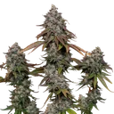 OG Kush | PHOTOFEM | Royal Queen Seeds - Freigestellt 2026-06-09