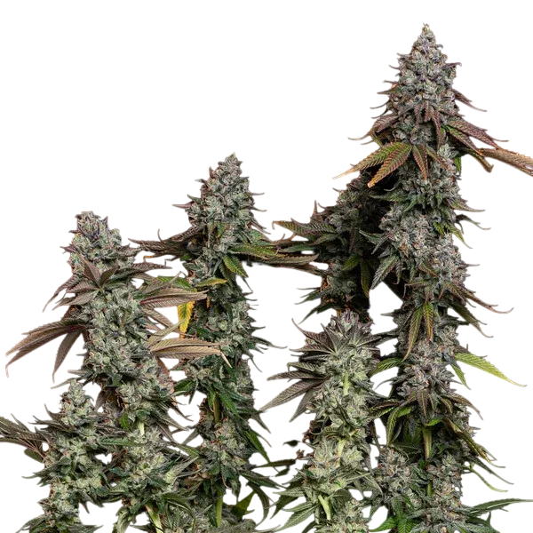 OG Kush | PHOTOFEM | Royal Queen Seeds - Freigestellt 2026-06-09