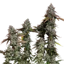 OG Kush | PHOTOFEM | Royal Queen Seeds - Freigestellt 2026-06-09