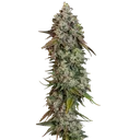 OG Kush | PHOTOFEM | Royal Queen Seeds - Freigestellt 2026-06-09