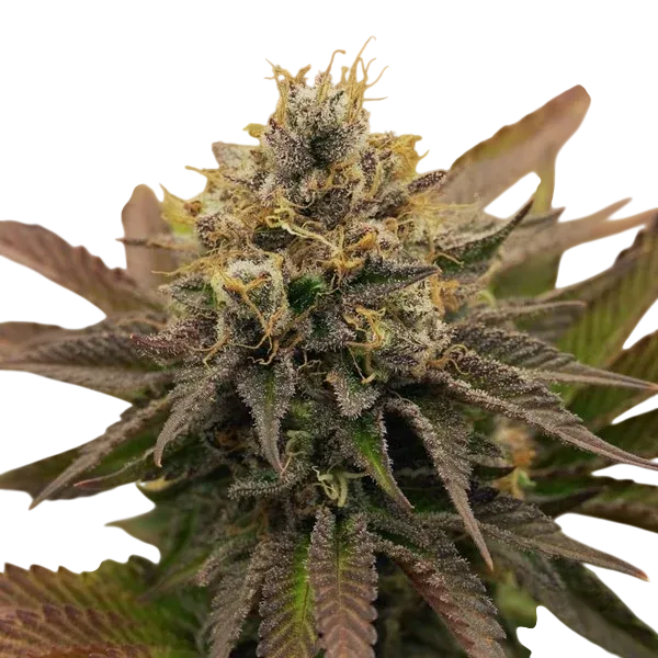 OG Kush | PHOTOFEM | Royal Queen Seeds - Freigestellt 2026-06-09