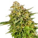 OG Kush | PHOTOFEM | Royal Queen Seeds - Freigestellt 2026-06-09