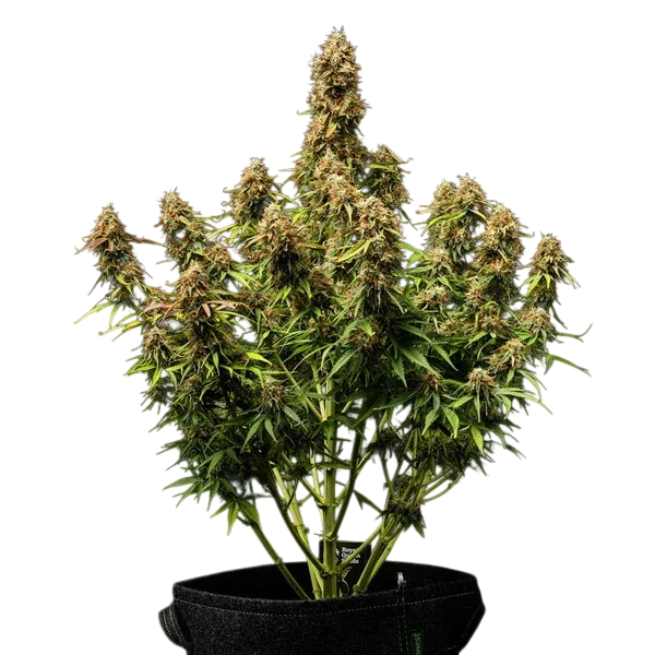 Gaia F1 | AUTOFEM | Royal Queen Seeds - Freigestellt 2026-06-09
