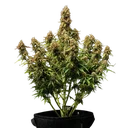 Gaia F1 | AUTOFEM | Royal Queen Seeds - Freigestellt 2026-06-09