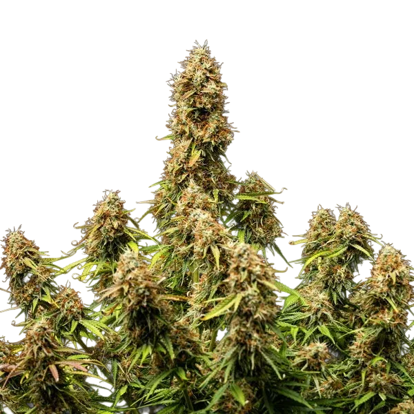 Gaia F1 | AUTOFEM | Royal Queen Seeds - Freigestellt 2026-06-09