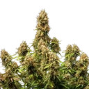Gaia F1 | AUTOFEM | Royal Queen Seeds - Freigestellt 2026-06-09