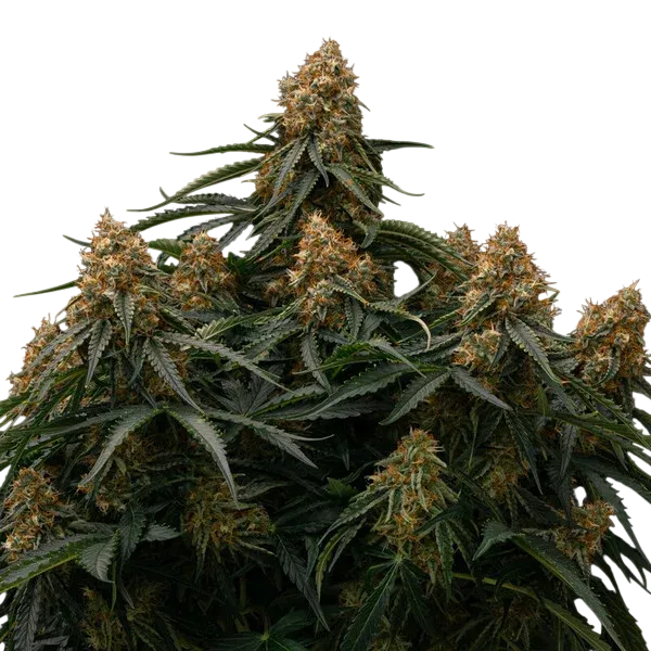 Gaia F1 | AUTOFEM | Royal Queen Seeds - Freigestellt 2026-06-09