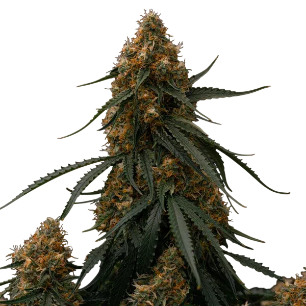 Gaia F1 | AUTOFEM | Royal Queen Seeds - Freigestellt 2026-06-09