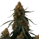 Gaia F1 | AUTOFEM | Royal Queen Seeds - Freigestellt 2026-06-09