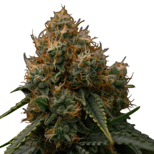 Gaia F1 | AUTOFEM | Royal Queen Seeds - Freigestellt 2026-06-09