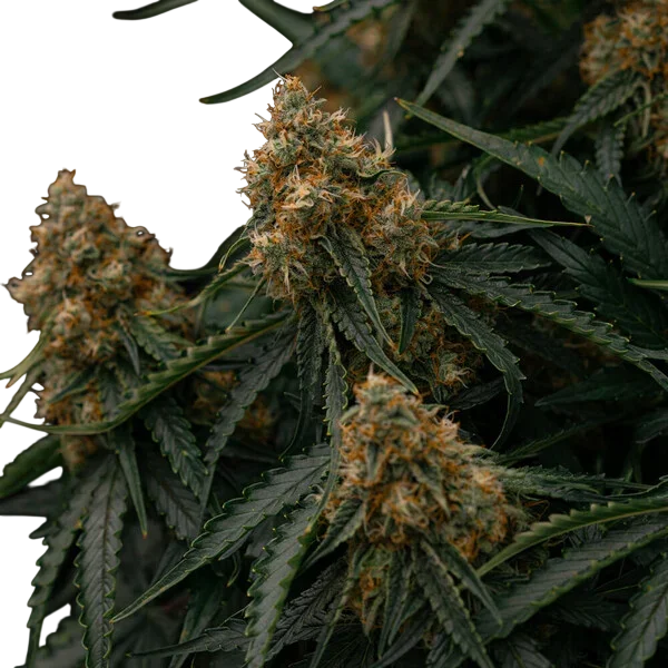 Gaia F1 | AUTOFEM | Royal Queen Seeds - Freigestellt 2026-06-09