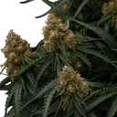 Gaia F1 | AUTOFEM | Royal Queen Seeds - Freigestellt 2026-06-09