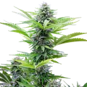 Fast Eddy CBD | AUTOFEM | Royal Queen Seeds - Freigestellt 2026-06-09