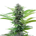 Fast Eddy CBD | AUTOFEM | Royal Queen Seeds - Freigestellt 2026-06-09