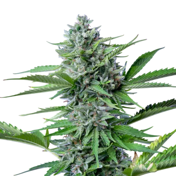 Fast Eddy CBD | AUTOFEM | Royal Queen Seeds - Freigestellt 2026-06-09