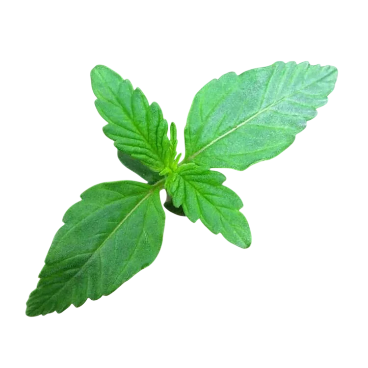 Zkittlez OG | AUTOFEM | Barneys Farm - Freigestellt 2026-06-09