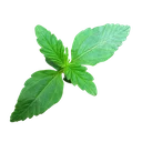 Zkittlez OG | AUTOFEM | Barneys Farm - Freigestellt 2026-06-09
