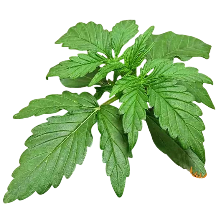 Zkittlez OG | AUTOFEM | Barneys Farm - Freigestellt 2026-06-09