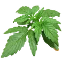 Zkittlez OG | AUTOFEM | Barneys Farm - Freigestellt 2026-06-09
