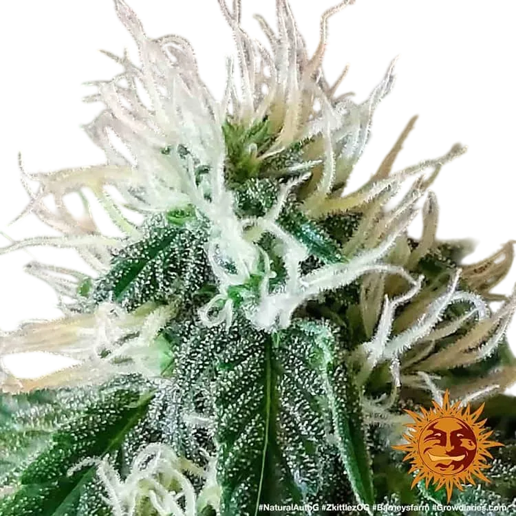 Zkittlez OG | AUTOFEM | Barneys Farm - Freigestellt 2026-06-09