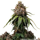 White Widow | PHOTOREG | Barneys Farm - Freigestellt 2026-06-09