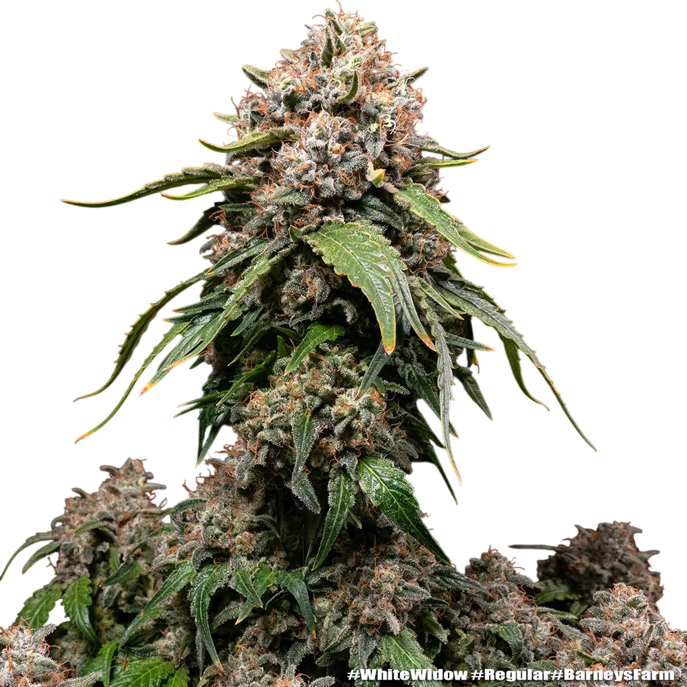 White Widow | PHOTOREG | Barneys Farm - Freigestellt 2026-06-09