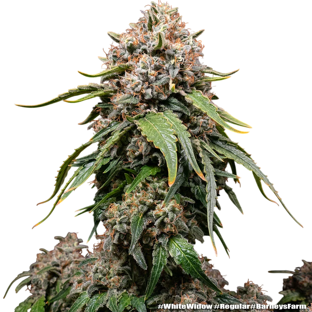 White Widow | PHOTOREG | Barneys Farm - Freigestellt 2026-06-09