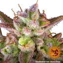 Wedding Cake Auto | AUTOFEM | Barneys Farm - Freigestellt 2026-06-09