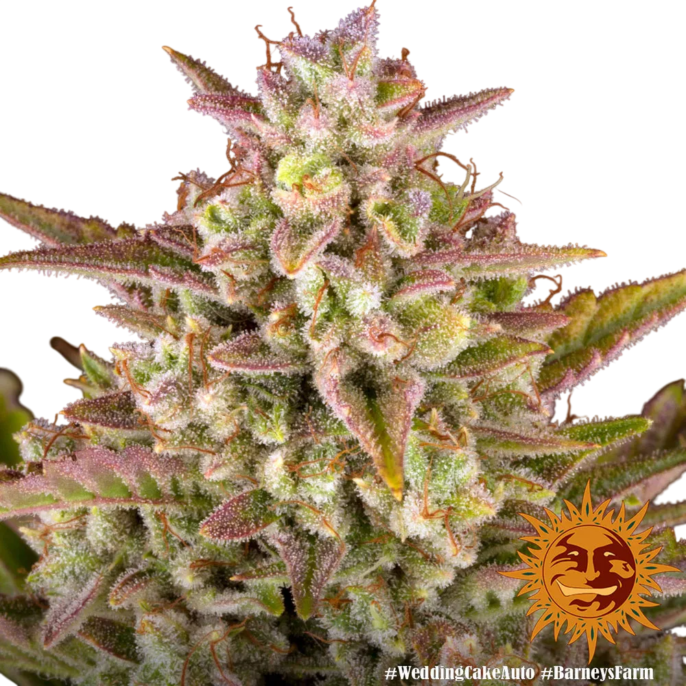 Wedding Cake Auto | AUTOFEM | Barneys Farm - Freigestellt 2026-06-09