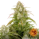 Wedding Cake Auto | AUTOFEM | Barneys Farm - Freigestellt 2026-06-09