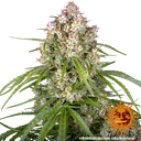 Wedding Cake Auto | AUTOFEM | Barneys Farm - Freigestellt 2026-06-09