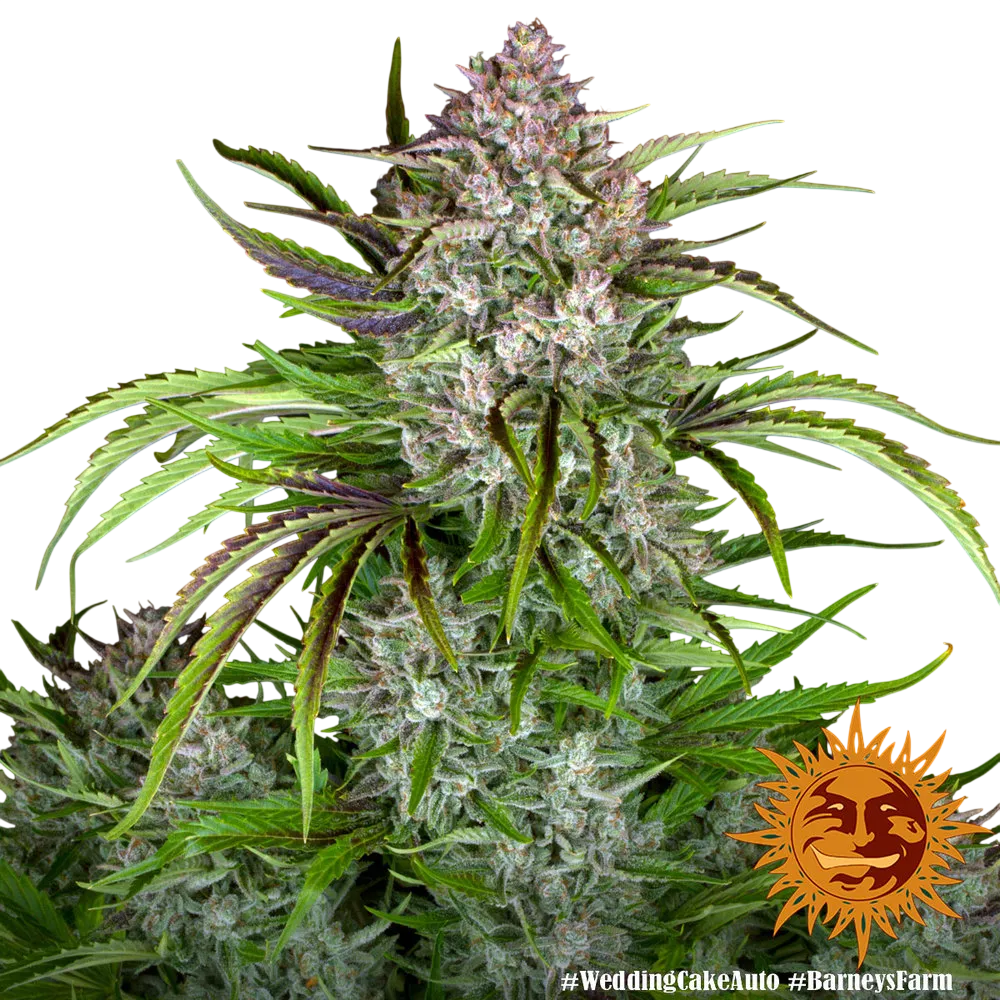 Wedding Cake Auto | AUTOFEM | Barneys Farm - Freigestellt 2026-06-09