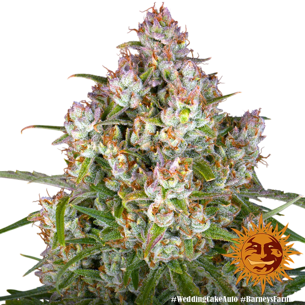 Wedding Cake Auto | AUTOFEM | Barneys Farm - Freigestellt 2026-06-09